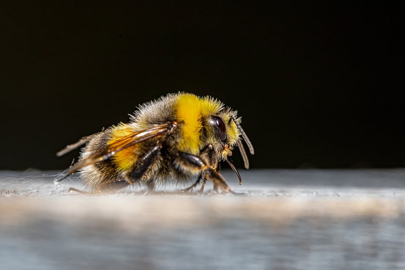 Viral buzz